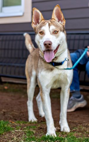 For lovers of husky type dogs cant say for sure without a DNA test check out Montee Hes magnifi