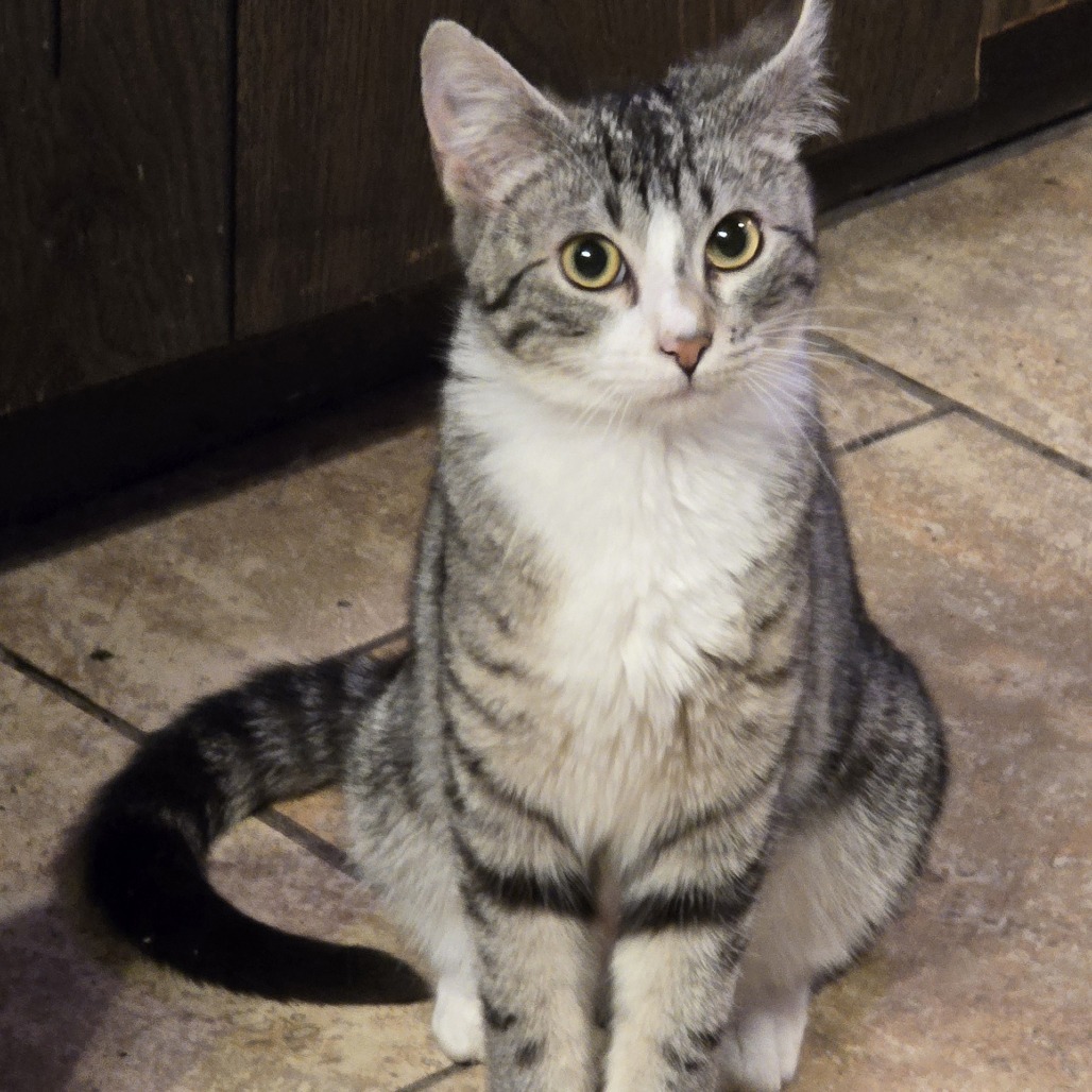 Muddy Buddy, an adoptable Domestic Short Hair in Wichita, KS, 67208 | Photo Image 1