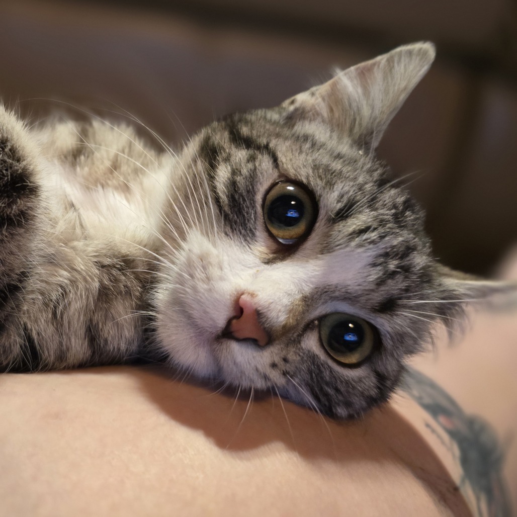 Muddy Buddy, an adoptable Domestic Short Hair in Wichita, KS, 67208 | Photo Image 2