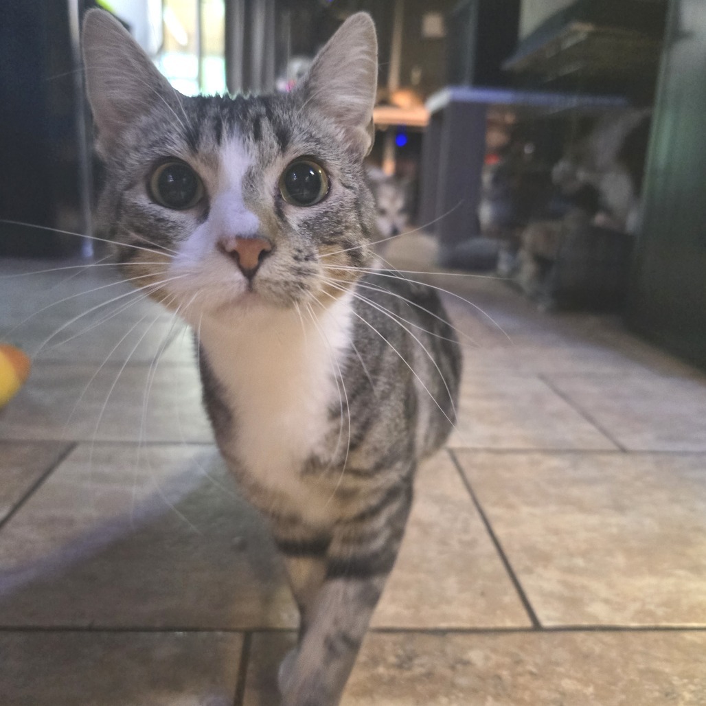 Muddy Buddy, an adoptable Domestic Short Hair in Wichita, KS, 67208 | Photo Image 3