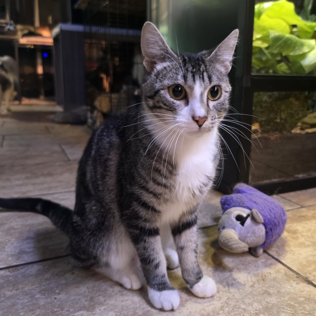 Muddy Buddy, an adoptable Domestic Short Hair in Wichita, KS, 67208 | Photo Image 4