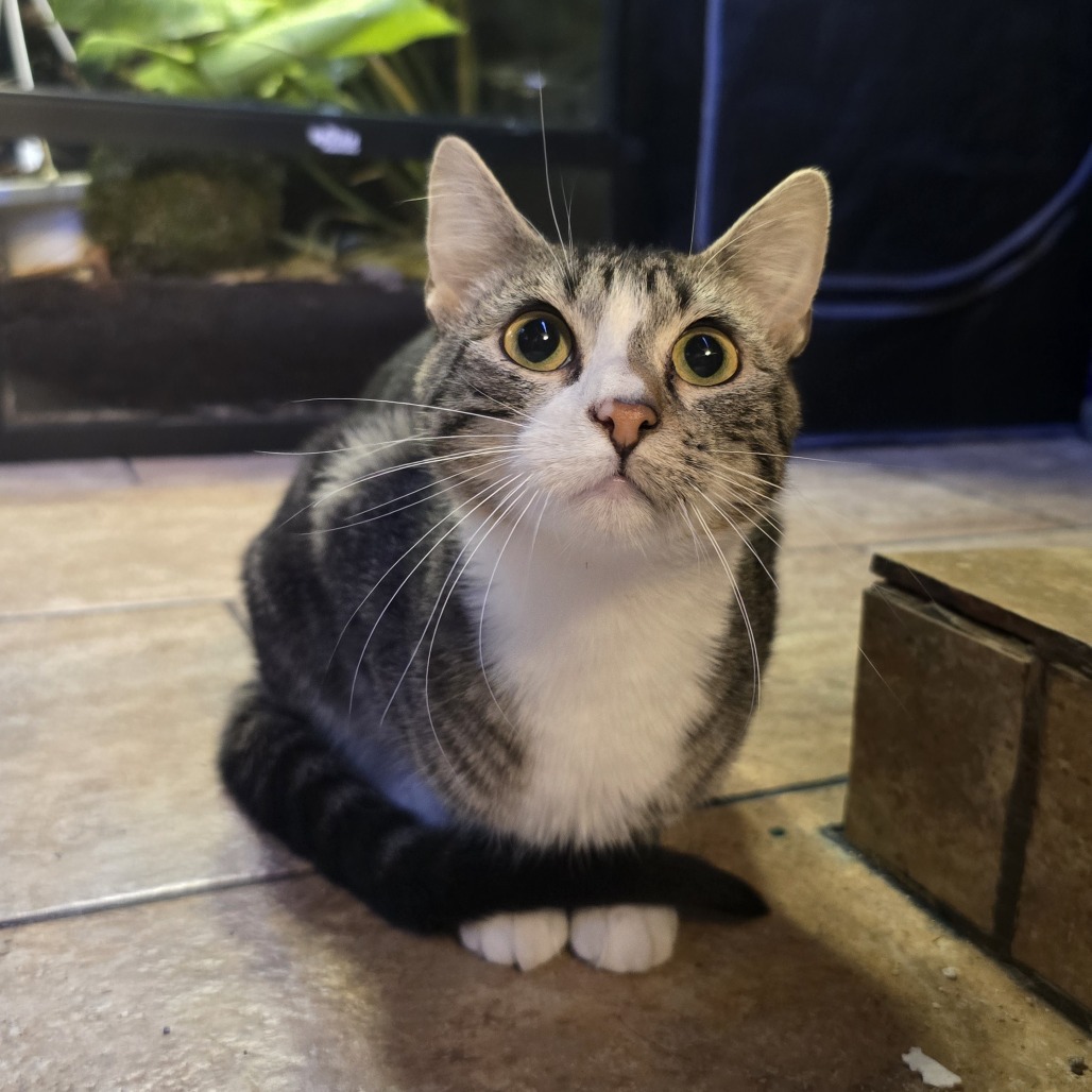 Muddy Buddy, an adoptable Domestic Short Hair in Wichita, KS, 67208 | Photo Image 5