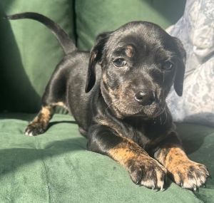 Mocha is a gorgeous chocolate short hair Dachshund We dont know who the Dad is so they are not pu