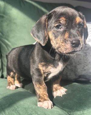 Mocha is a gorgeous chocolate short hair Dachshund We dont know who the Dad is so they are not pu