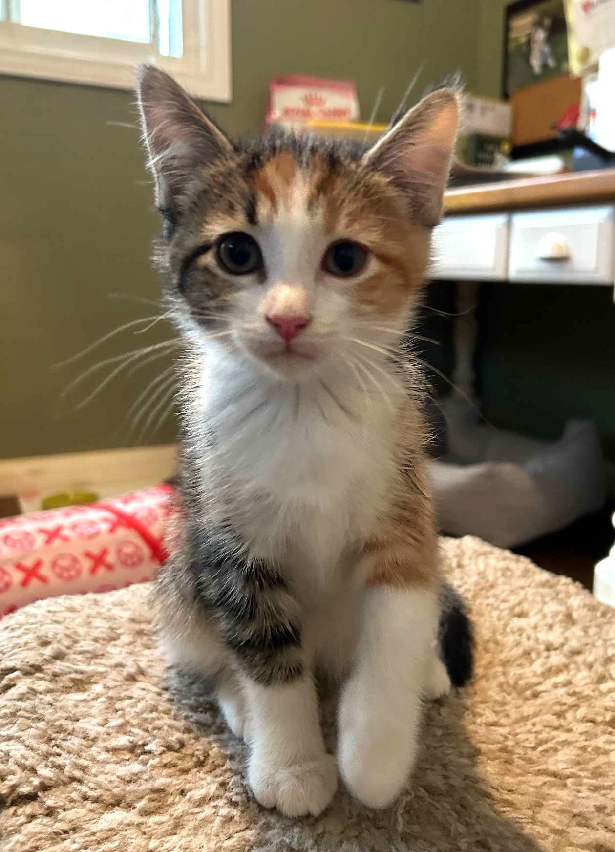 Kitten Bonnie