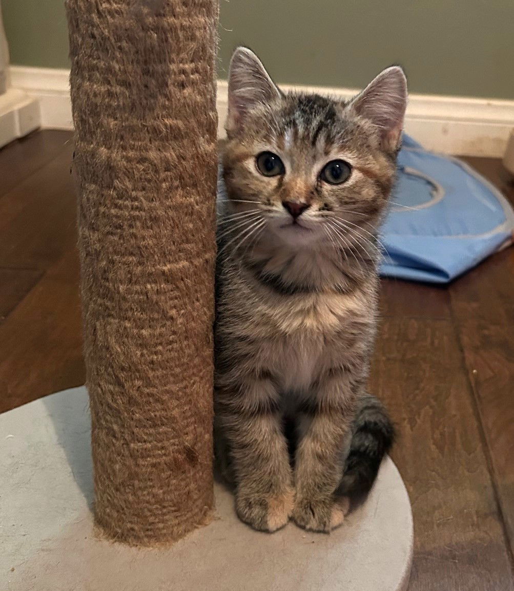Kitten Bella