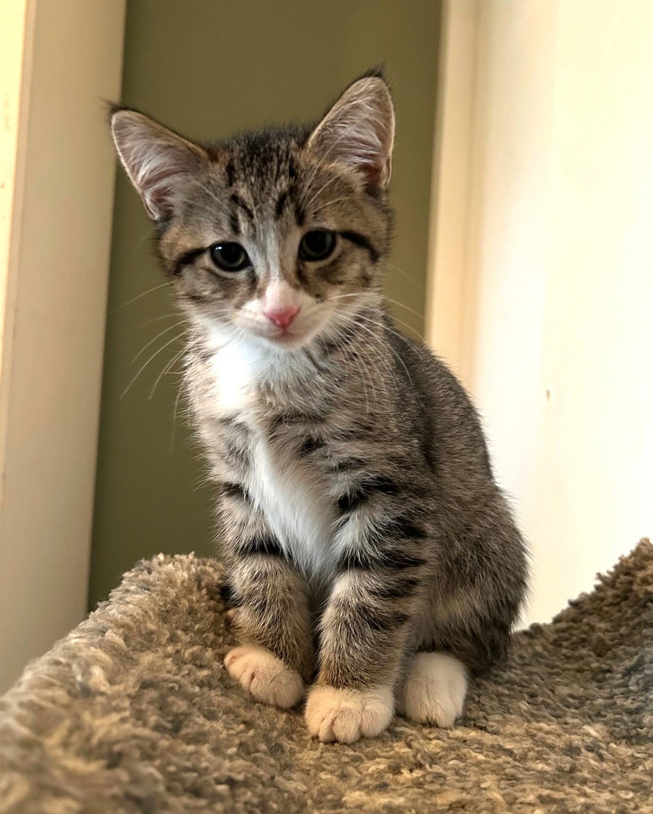 Kitten Blaise