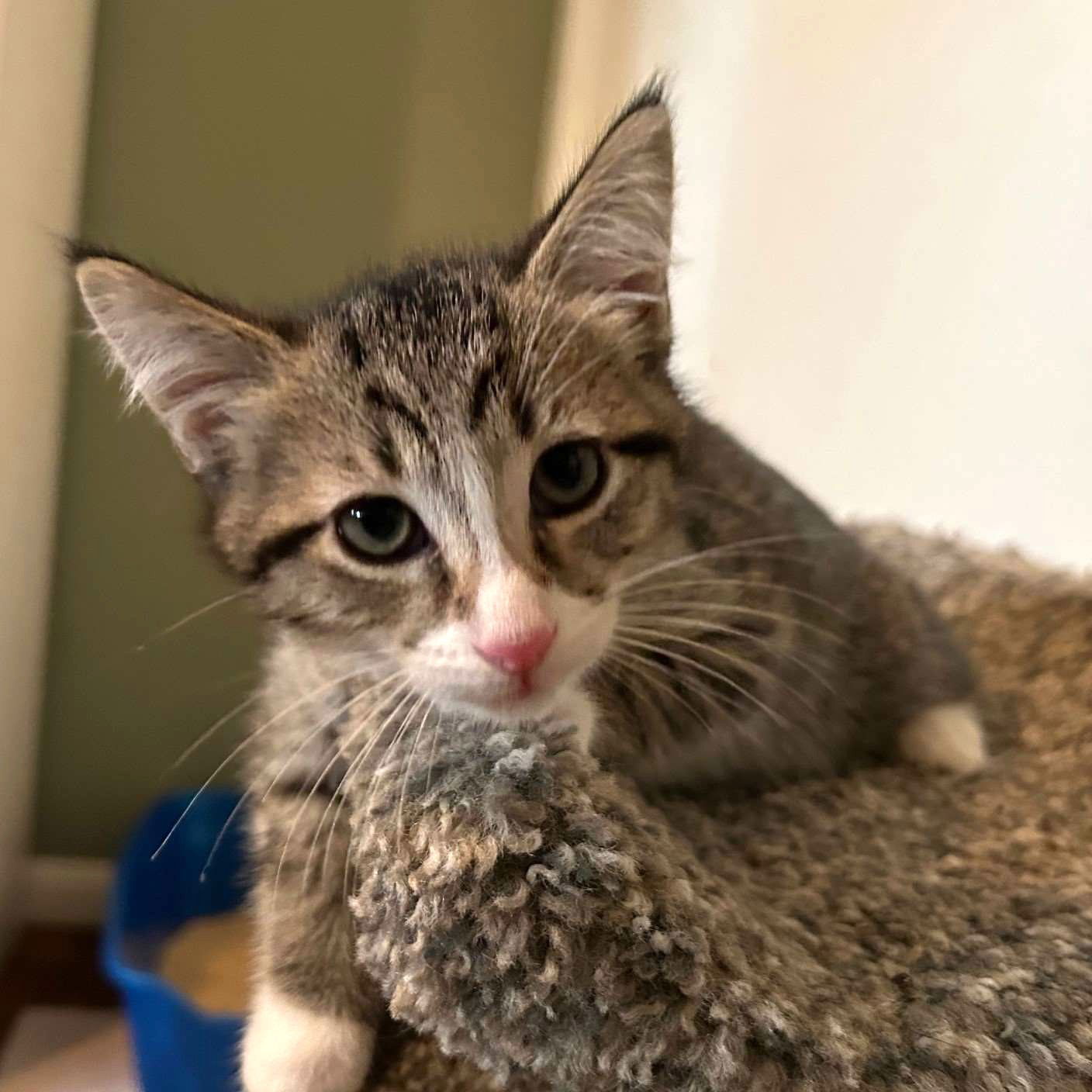 Kitten Blaise