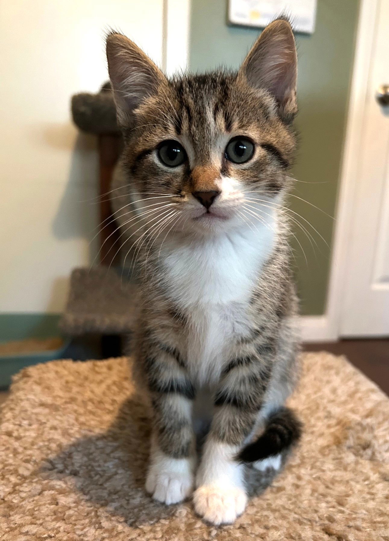 Kitten Bailey