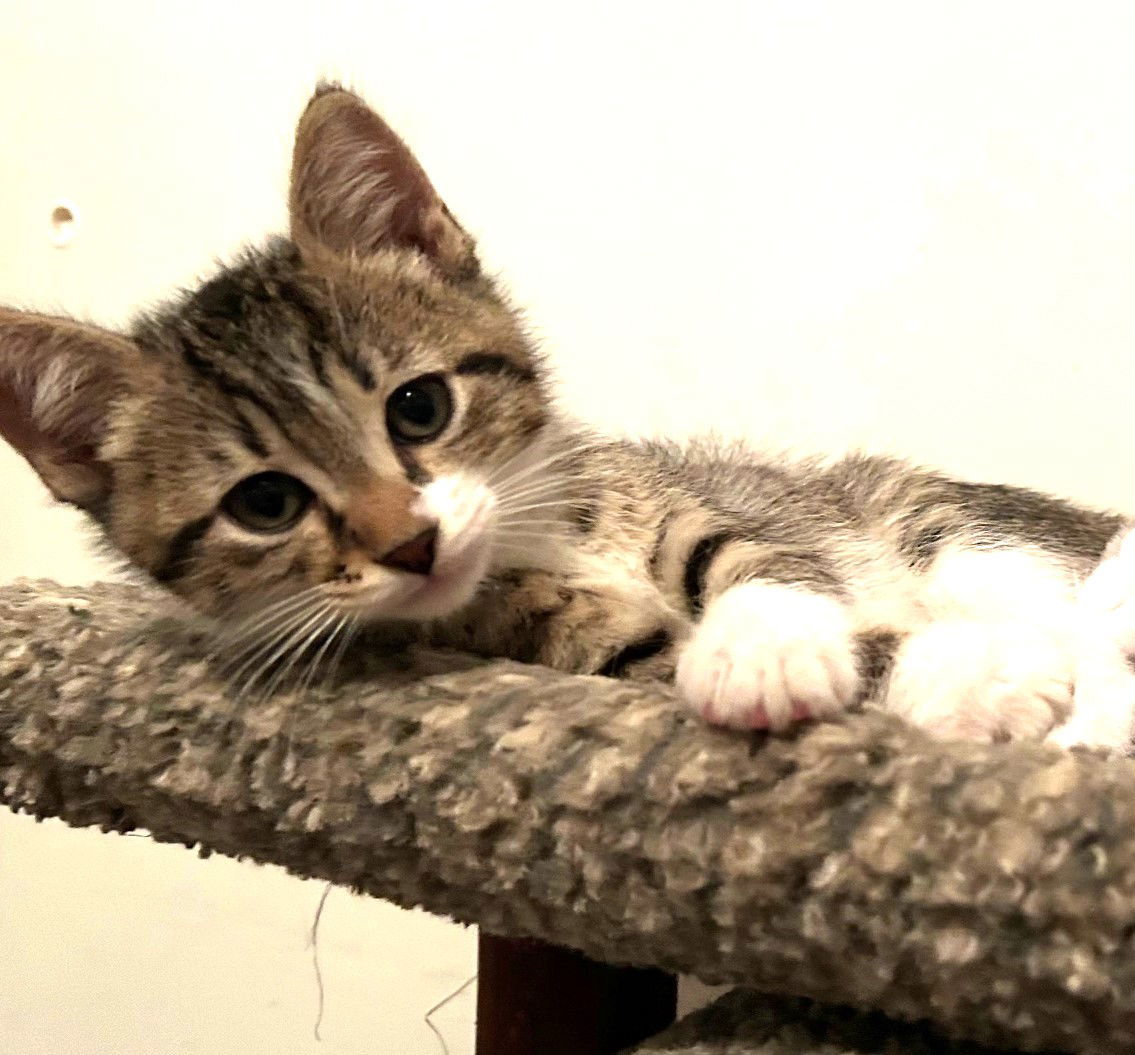 Kitten Bailey