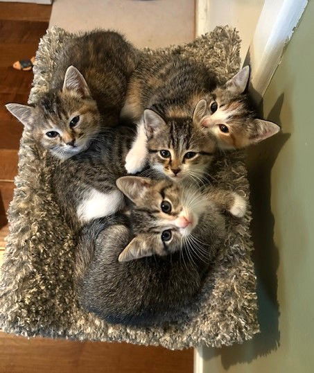 Kitten Bailey