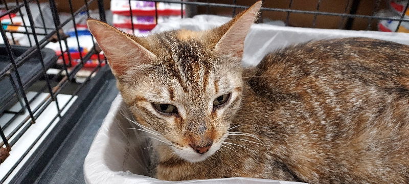 M'lady, an adoptable Tabby in Pineville, LA, 71361 | Photo Image 1