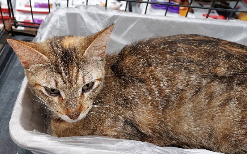 M'lady, an adoptable Tabby in Pineville, LA, 71361 | Photo Image 2