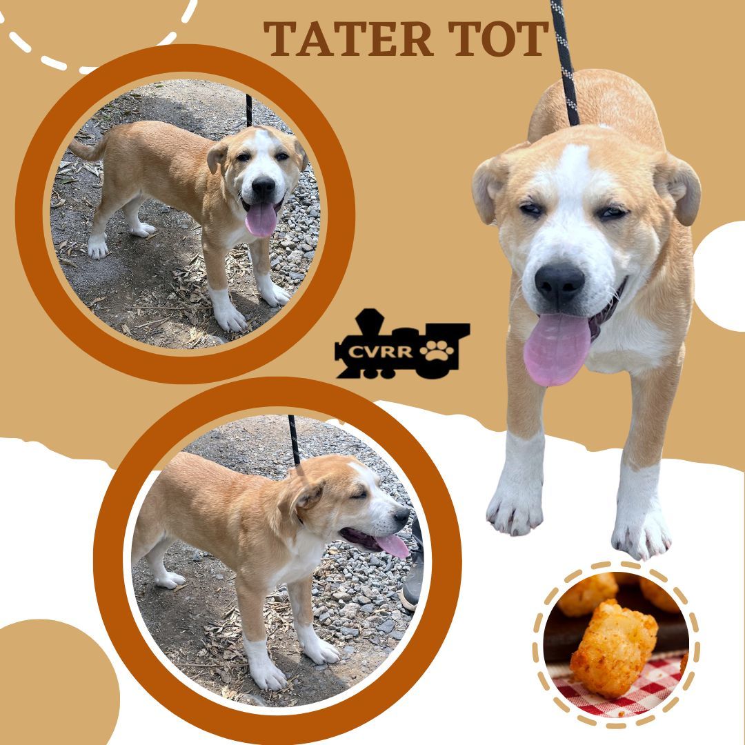 Tater Tot (Puppy)
