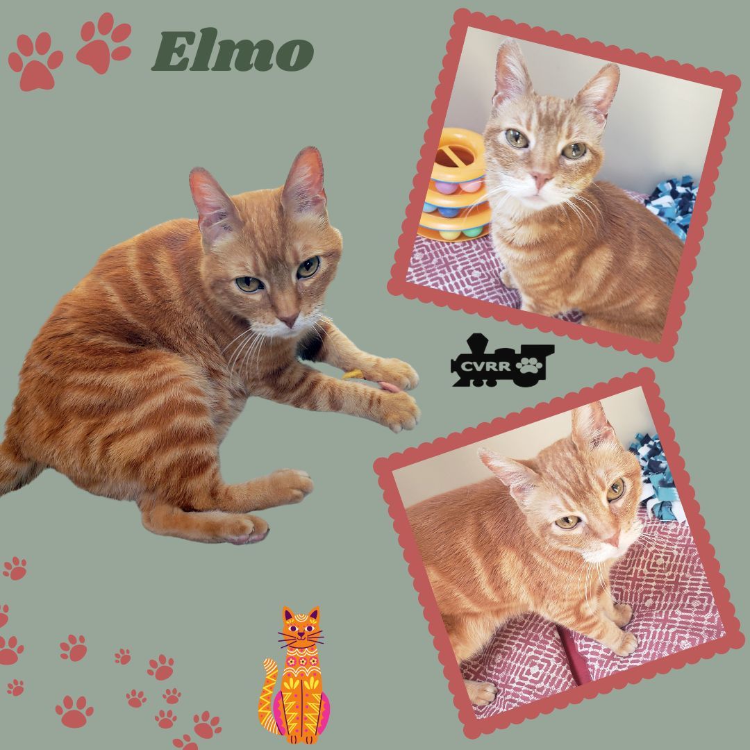 Elmo (Cat)