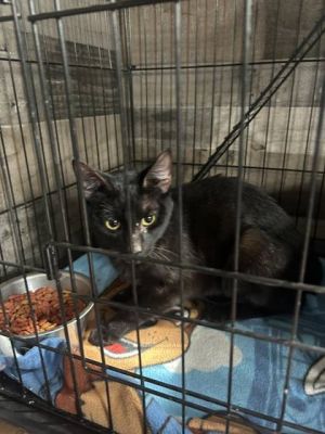 Leo, Adult Male Domestic Short Hair