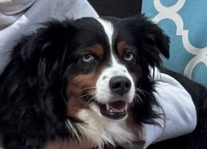 All of our dogs are spayedneutered shots current DHPP Bordetella and Rabies where applicable d
