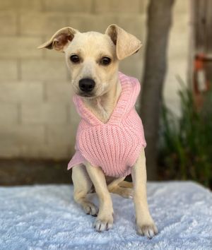All of our dogs are spayedneutered shots current DHPP Bordetella and Rabies where applicable d