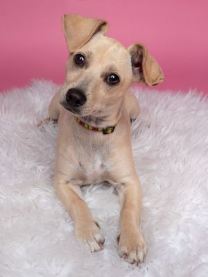 All of our dogs are spayedneutered shots current DHPP Bordetella and Rabies where applicable d