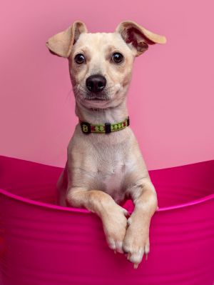 All of our dogs are spayedneutered shots current DHPP Bordetella and Rabies where applicable d