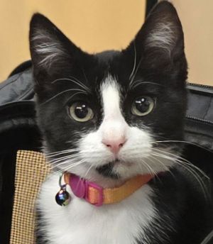 Leaf &amp; Bean, Young Male Domestic Short Hair