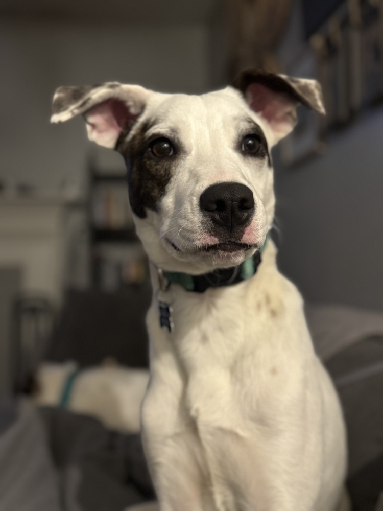 Meg