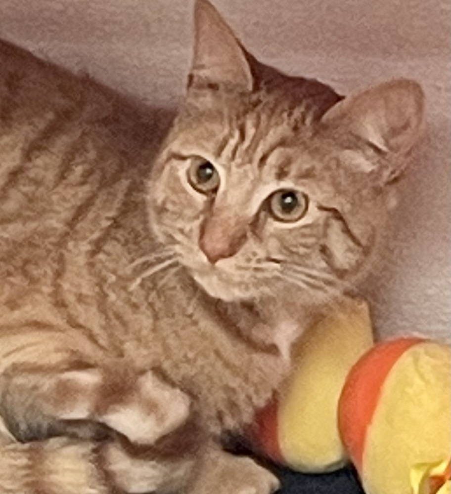 Peaches