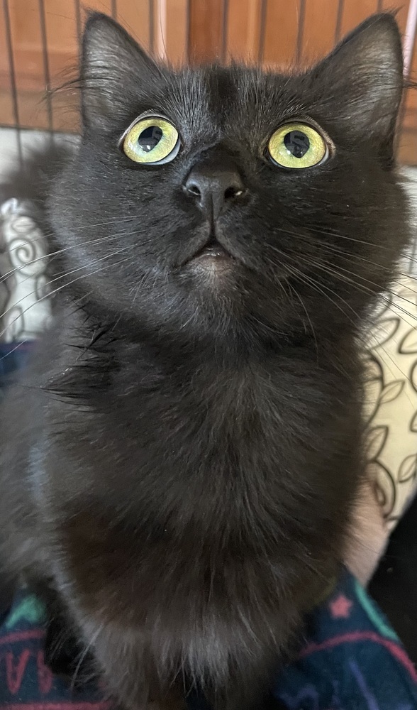 LINDA