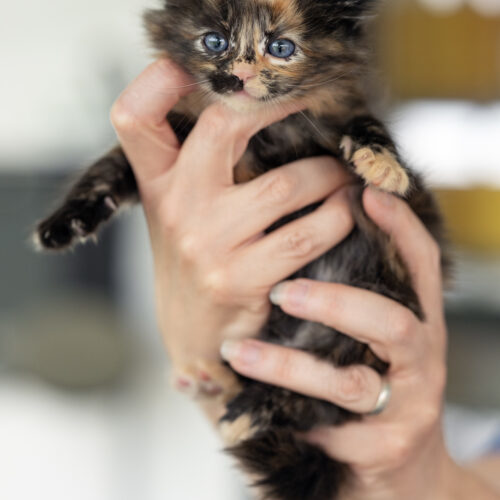 Twix