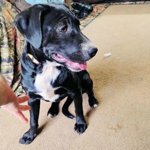 Seleen, Young Female Labrador Retriever