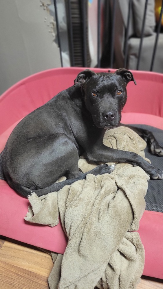 Onyx, an adoptable Labrador Retriever, Pit Bull Terrier in Cortez, CO, 81321 | Photo Image 1