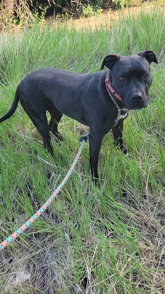Onyx, an adoptable Labrador Retriever, Pit Bull Terrier in Cortez, CO, 81321 | Photo Image 2