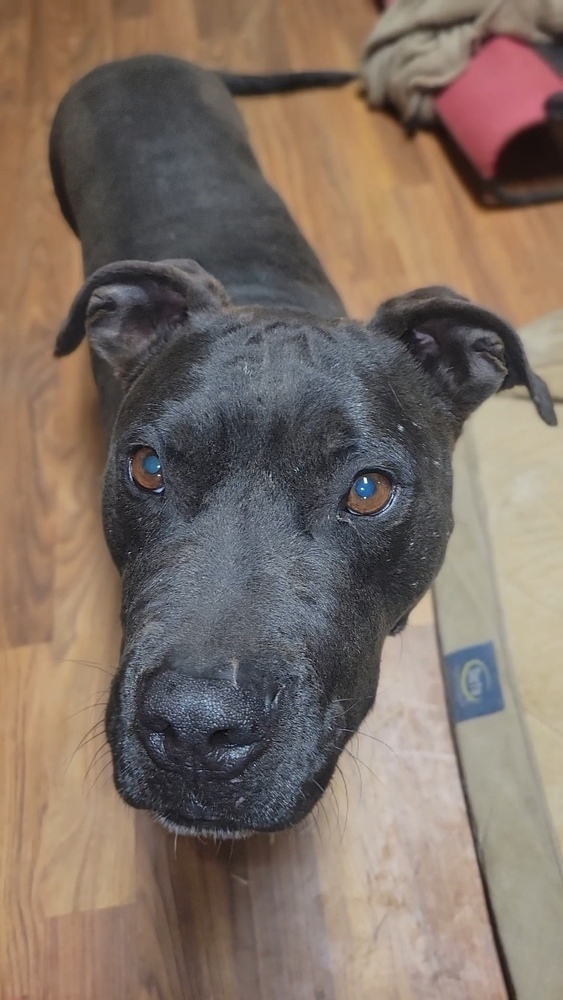 Onyx, an adoptable Labrador Retriever, Pit Bull Terrier in Cortez, CO, 81321 | Photo Image 3