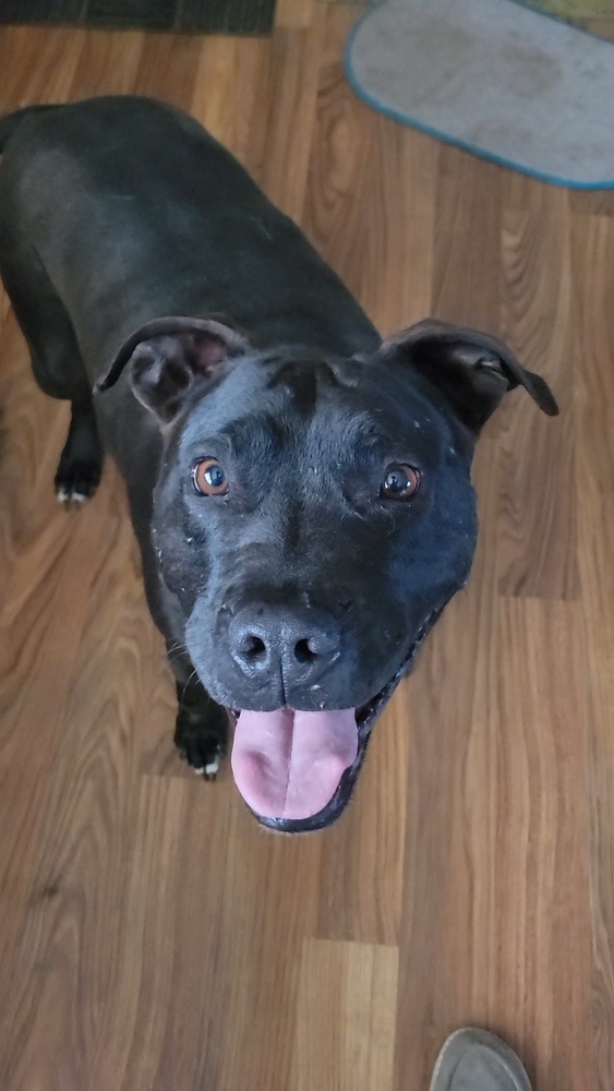 Onyx, an adoptable Labrador Retriever, Pit Bull Terrier in Cortez, CO, 81321 | Photo Image 4