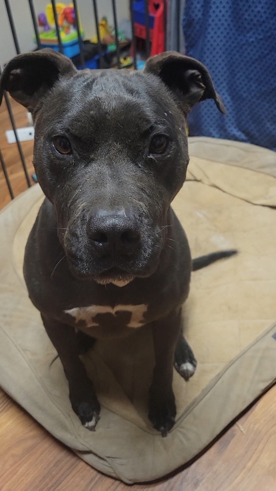 Onyx, an adoptable Labrador Retriever, Pit Bull Terrier in Cortez, CO, 81321 | Photo Image 5