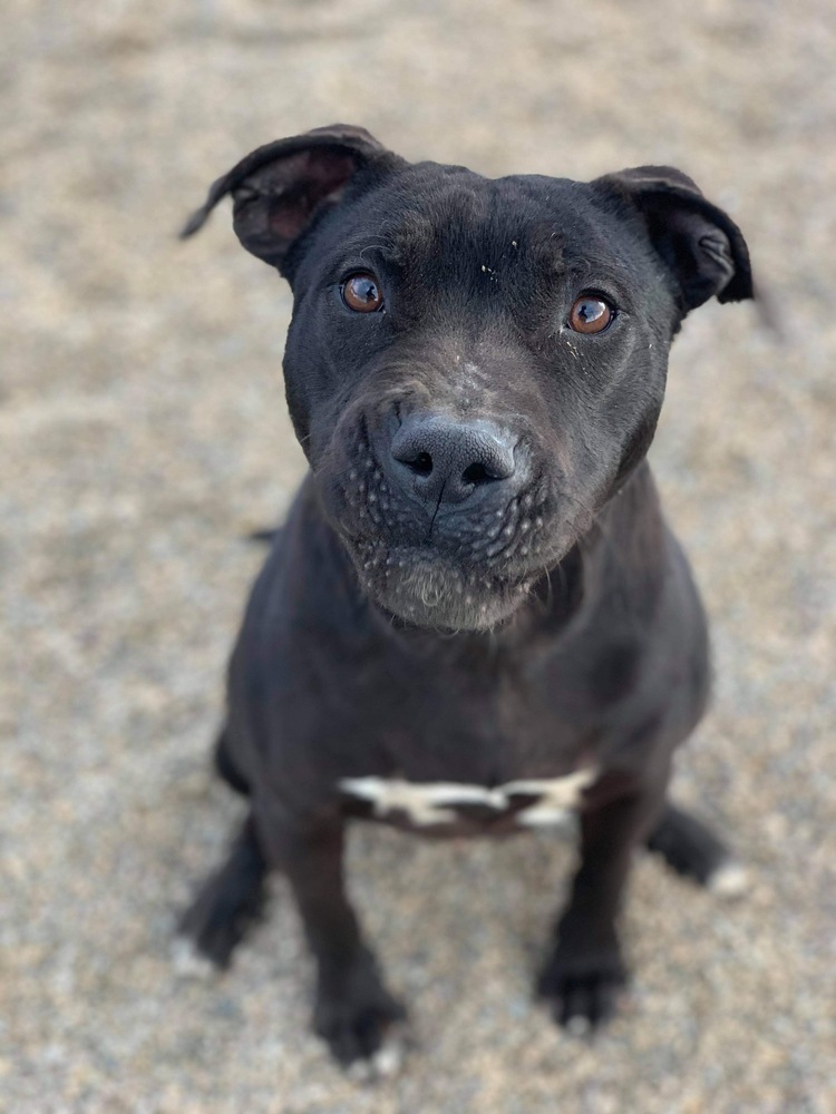 Onyx, an adoptable Labrador Retriever, Pit Bull Terrier in Cortez, CO, 81321 | Photo Image 6