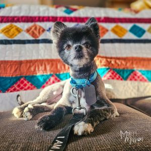 Florida Man AKA Flori is a shy and spunky pomeranian with an estimated birthdate of 04222018 He c