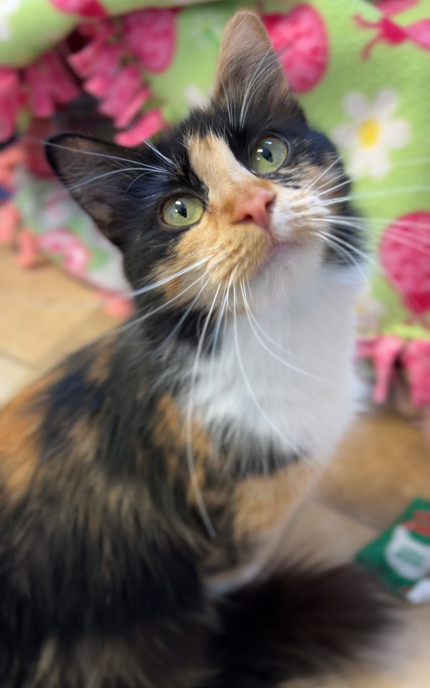 Pandora, an adoptable Domestic Short Hair in Bemidji, MN, 56601 | Photo Image 1