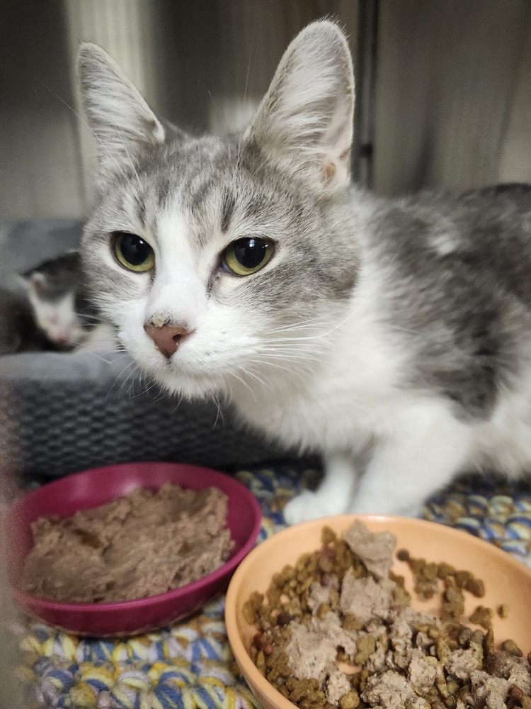 Skye, an adoptable Domestic Short Hair in Bemidji, MN, 56601 | Photo Image 1