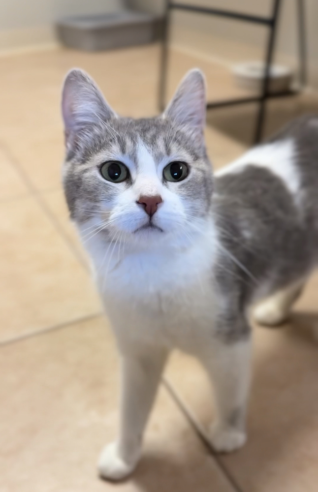 Skye, an adoptable Domestic Short Hair in Bemidji, MN, 56601 | Photo Image 1