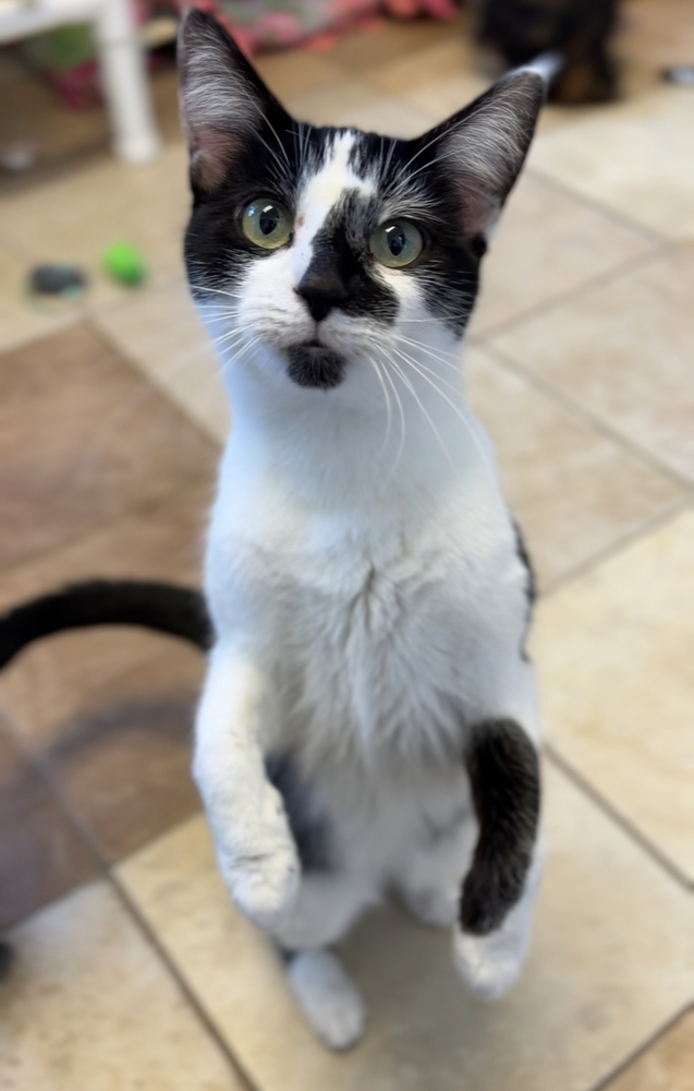 Aurora, an adoptable Domestic Short Hair in Bemidji, MN, 56601 | Photo Image 1