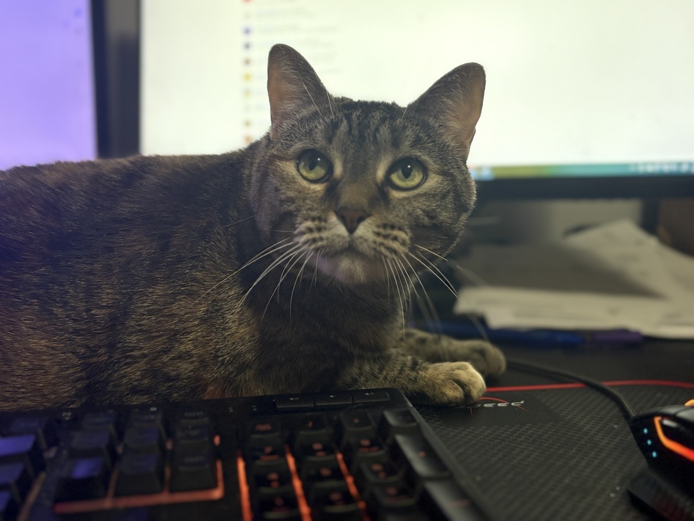 Olive
