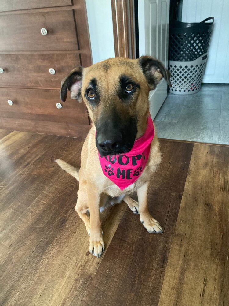 Maisie (Diana), an adoptable German Shepherd Dog in Suamico, WI, 54173 | Photo Image 1