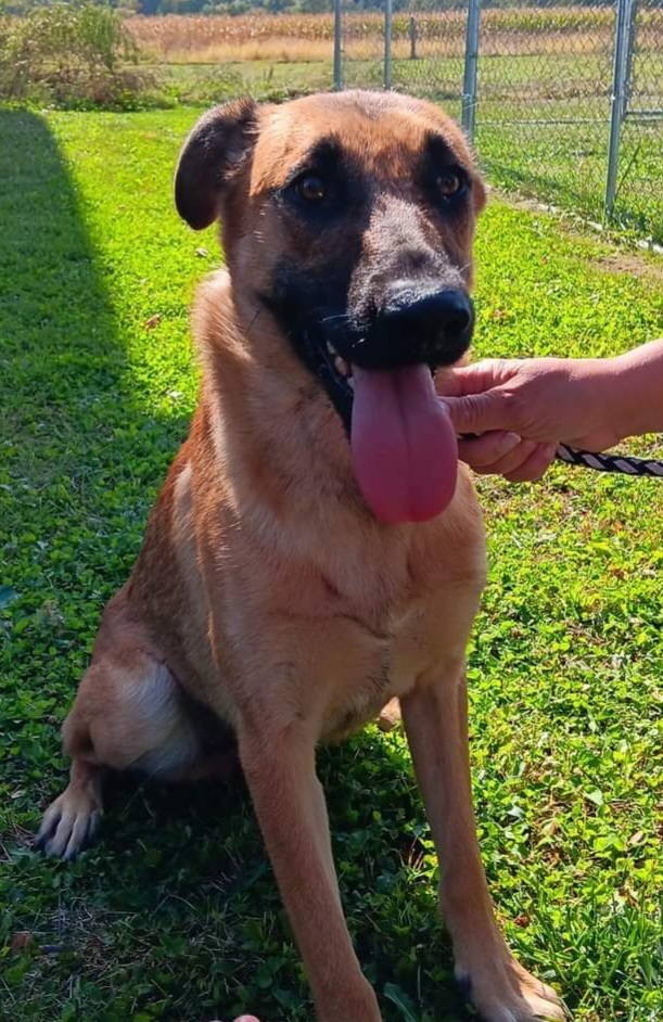 Maisie (Diana), an adoptable German Shepherd Dog in Suamico, WI, 54173 | Photo Image 2