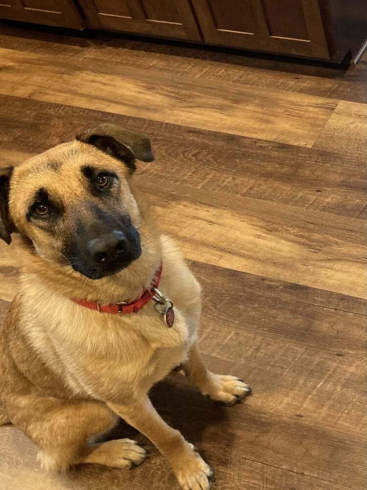 Maisie (Diana), an adoptable German Shepherd Dog in Suamico, WI, 54173 | Photo Image 3