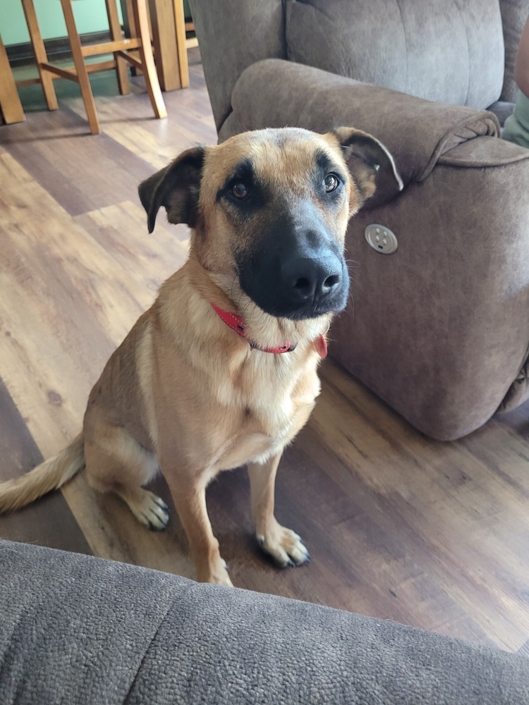 Maisie (Diana), an adoptable German Shepherd Dog in Suamico, WI, 54173 | Photo Image 4
