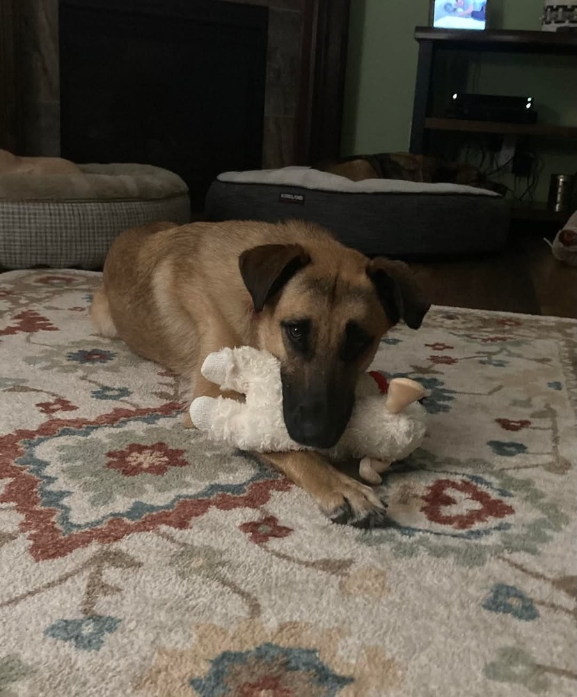 Maisie (Diana), an adoptable German Shepherd Dog in Suamico, WI, 54173 | Photo Image 5