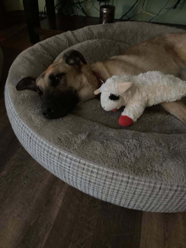 Maisie (Diana), an adoptable German Shepherd Dog in Suamico, WI, 54173 | Photo Image 6