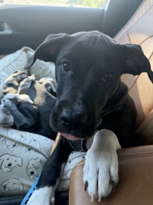 Hershey, Baby Male Labrador Retriever