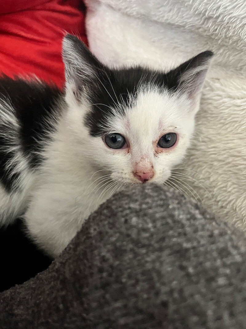 Betty, an adoptable American Wirehair in Kennewick, WA, 99337 | Photo Image 2